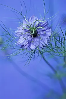 Damascena: Love-in-a-mist