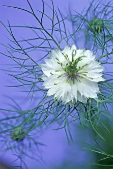Damascena: Love-in-a-mist