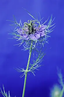 Damascena: Love-in-a-mist