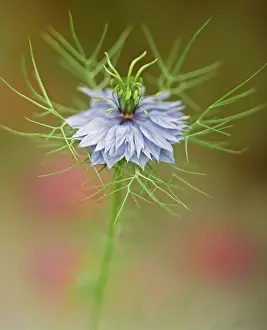 Damascena: Love-in-a-mist