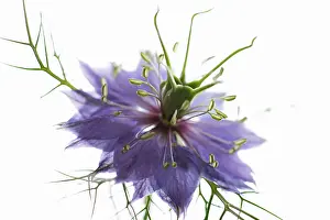 Damascena: Love-in-a-mist