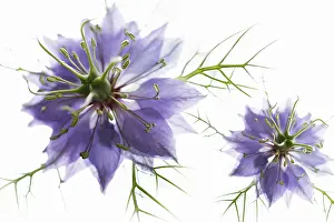 Proportion: Love-in-a-mist