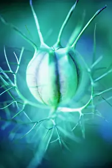 Damascena: Love-in-a-mist