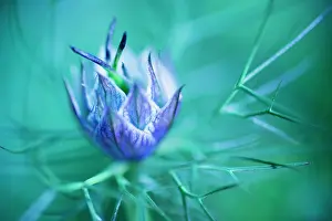 Unexplained: Love-in-a-mist