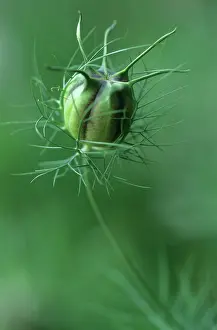 Damascena: Love-in-a-mist
