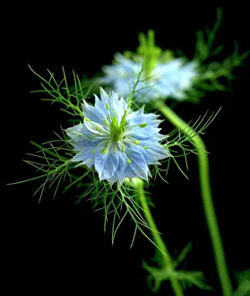 Damascena: Love-in-a-mist