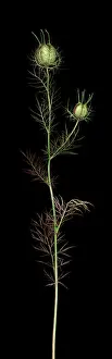 Ageing: Love-in-a-mist