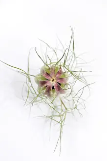 Geometrical: Love-in-a-mist