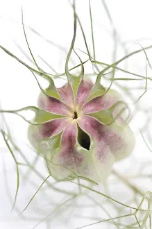 Geometrical: Love-in-a-mist