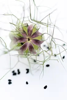 Geometrical: Love-in-a-mist