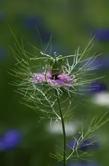 Intricate: Love-in-a-mist