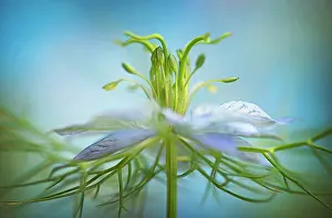 Stamens: Love-in-a-mist, Nigella damascena, close up showing stamens