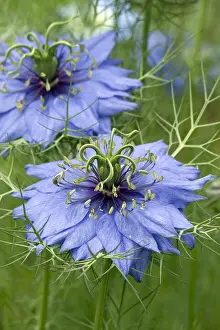 Damascena: Love-in-a-mist (Nigella damascena)