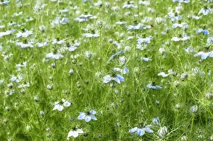 Damascena: Love-in-a-mist, Nigella damascena, A mass of plants