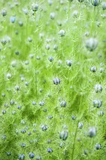 Damascena: Love-in-a-mist, Nigella damascena, Side view of
