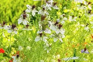 Devil: Love-in-a-Mist (Nigella hispanica)'African Bride