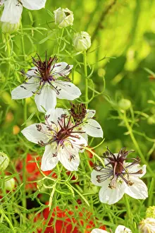 Devil: Love-in-a-Mist (Nigella hispanica)'African Bride