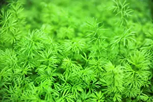 Sativa: Love-in-a-mist, Nigella sativa, View of a mass of