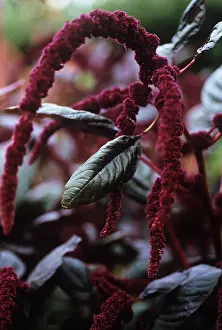 Bleeding: Love-lies-bleeding