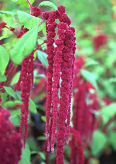 Bleeding: Love-lies-bleeding