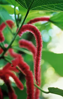 Weird: Love-lies-bleeding