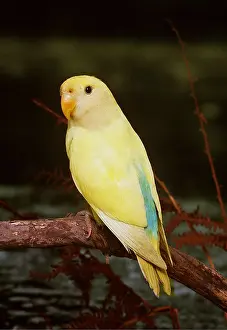 Mutation: Lovebird - Buttermilk mutation