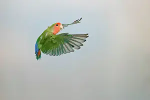 Lovebird: Lovebird - Peach faced in flight turning