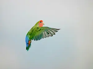 Lovebird: Lovebird - Peach faced in flight side view