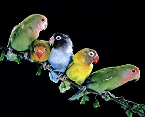 Lovebird: Lovebirds