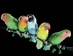 Aviary: LOVEBIRDS - x five on branch