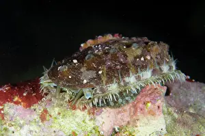 Shell: Lovely Abalone