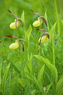 Clump: Lovely clump of Lady's Slipper Orchids