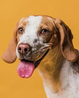 Training: lovely dog sticking out his tongue. High resolution photo