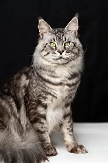 Mackerel: Lovely mackerel fluffy tabby Maine Coon Cat sitting