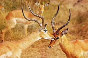 Affectionate: Loving male Impalas (Aepyceros melampus), South
