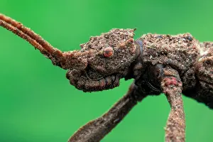 Orthoptera: Low angle face shot of a stick insect (Phasmatodea)