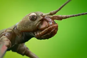 Orthoptera: Low angle head shot of a stick-insect (Phasmatidea)