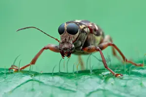Curculionoidea: Low angle portrait shot of a fungus weevil (Anthribidae)