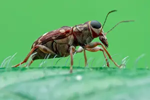 Polyphaga: Low angle profile shot of a fungus weevil (Anthribidae