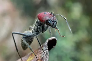 Camponotus: Low angle shot of a big ant (Camponotus singularis)