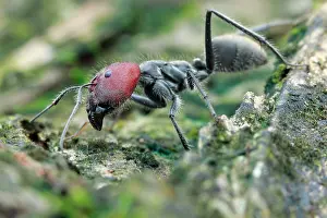 Aculeata: Low angle shot of a big ant (Camponotus singularis)