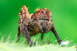 Oxyopidae: Low angle shot of a common bod lynx spider (Hamataliwa