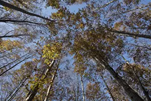 Decidous: Low angle view of European beech or common beech