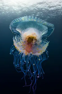 Drifting: Low angle view Jellyfish (Cephea cephea) drifting