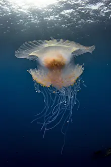 Drifting: Low angle view Jellyfish (Cephea cephea) drifting