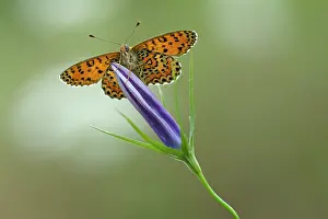 Melitaea: Low angle view of Lesser Spotted Fritillary (Melitaea