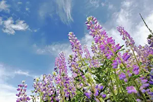 Prairie: Low angle view of Lupine flowers, Bald Hills Road