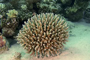 Polyp: Low staghorn coral (Acropora humilis), House Reef