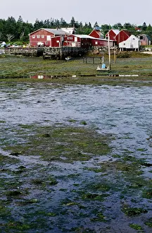 Docks: Low Tide, Bay of Fundy