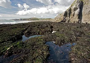 Mussels: Very low tide at Three Crowns Bay, Gower peninsula